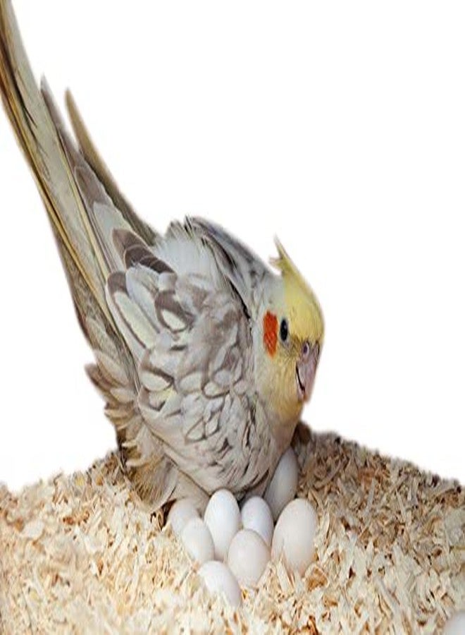 سايج سكوير 250 غرام من نشارة الخشب الطبيعي الناعم، تُستخدم كفرش ومأوى لجميع أنواع الطيور - Image 4